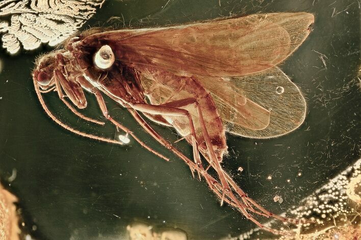 Detailed Fossil Caddisfly (Trichoptera) In Baltic Amber #307392